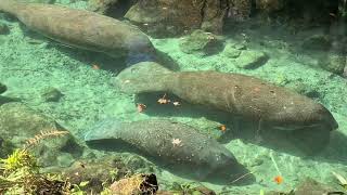 Florida Travel Crystal River Manatees at Three Sisters Springs [upl. by Ahsemik816]