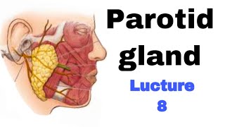 تشريح  parotid gland  مرحلة ثانية Parotidglandanatomy الغدةالنكافية [upl. by Annayoj]