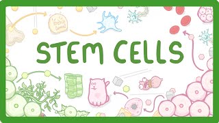 GCSE Biology  What are Stem Cells Difference Between Embryonic and Adult Stem Cells 11 [upl. by Tabatha]