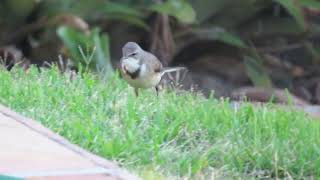 Cape Wagtail [upl. by Flavia]