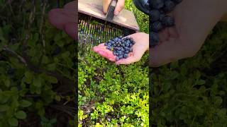 Special tools for picking berries farming bilberry blueberries berries harvesting harvest [upl. by Aerdnna261]