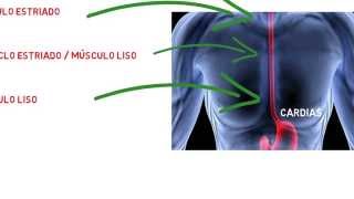 Histología Sistema digestivo  Esófago [upl. by Aivilys]