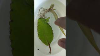 baby plants from leaf😱 🌱💚❤shortvideo plants viralvideo garden nature nature indoorplants [upl. by Stagg918]