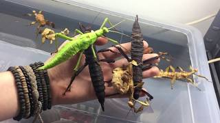 Phasmids on my Hand [upl. by Germin909]