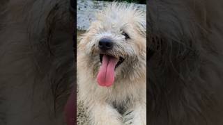 dog laughing  dog sound  dog voice  dog barking  dog videos shorts [upl. by Beacham]