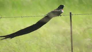 Longtailed Widowbird Euplectes p progne Wakkerstroom South Africa 2 Dec 2022 44 [upl. by Callie]