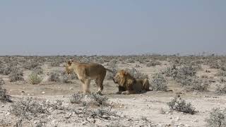 WAITED 2 HOURS TO CAPTURE THAT MOMENT OF MATING LIONS IN ETOSHA NATIONAL PARK NAMIBIA [upl. by Rehsa]