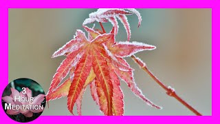 Frosted Maple Leaf  Calming Meditation amp Sleep Music  3 Hours [upl. by Rasecoiluj660]