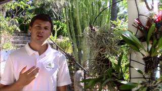 Tillandsia Care Planta Brutt Video 12 [upl. by Eaneg132]