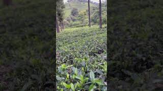 Coonoor Tea Estate  Nilgiri Mountains  Teanest Resort Coonoor coonoor nilgiris [upl. by Atiseret]