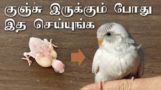 how to care budgies babies in tamil குஞ்சுகளை பராமரிப்பது எப்படி [upl. by Roskes]