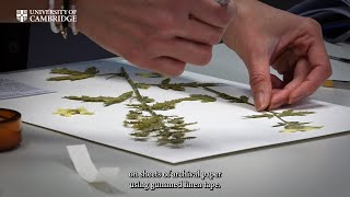 How herbarium specimens are prepared at the Cambridge University Herbarium [upl. by Feinleib]