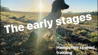 The first five weeks of training a gundog [upl. by Dlanger]