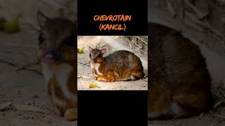 Chevrotain Kancil shortvideo animals faktaunikbinatang [upl. by Eillib]