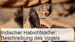 Indischer Habichtsadler Beschreibung des Vogels [upl. by Macgregor699]