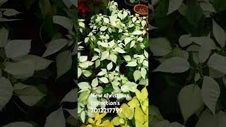 Christmas 🎄🎄 collection flowers plants indoorplants garden gardening flora gardening [upl. by Ettennal]