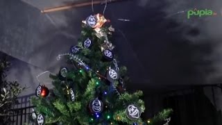 Portici NA  Teschi e bombe tra gli addobbi ecco lalbero antiracket 271214 [upl. by Eolanda611]