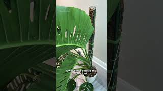 Monstera adansonii chop ✂️ plants houseplants monstera [upl. by Trebled]