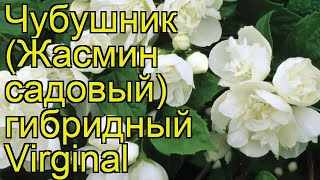 Чубушник гибридный Виргинал Краткий обзор описание характеристик philadelphus Virginal [upl. by Khalil]