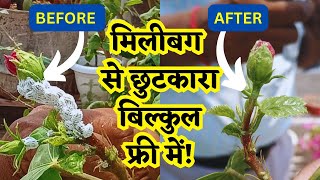 मिनटों में पाए मिलीबग से छुटकारा MEALYBUG TREATMENT AT HOMEHOW TO REMOVE MEALYBUG FROM ANY PLANT [upl. by Elihu]