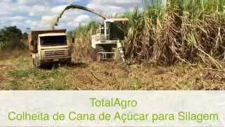 TotalAgro Colheita de Cana de Açúcar para Silagem com Forrageira Automotriz Autopropelida Claas [upl. by Akinak]