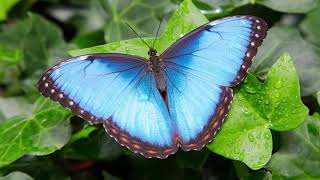 HISTORIA DE LA METAMORFOSIS DE LA MARIPOSA MORPHO AZUL [upl. by Stricklan189]