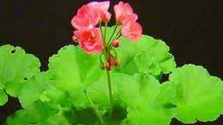 Time Lapse Blooming of a Geranium [upl. by Annayk844]