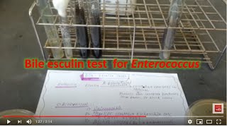 Bile Esculin Test enterococcus [upl. by Cutty]