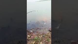 machli fishing video 📹 fishing fishingmarket fish [upl. by Dallis]