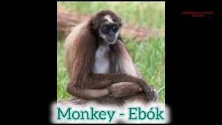 Names of animal in ibibio Part 2 [upl. by Akyssej]