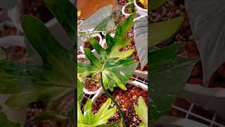 🩷Philodendron Selloum🩷 plants variegatedplants nature rareplants gardening [upl. by Meenen]