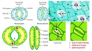 Stomata and Guard Cells [upl. by Edita]