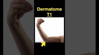 Testing Dermatomes Myotomes and DTRs shorts Part A [upl. by Eifos]