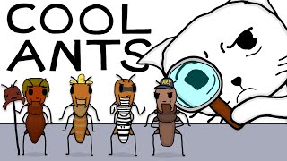 Cool Ant Facts To Wrinkle Your Brain [upl. by Melgar]