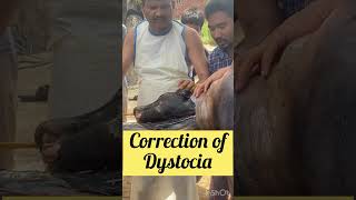 Correction of Dystocia l dr umar khan [upl. by Alliuqat217]