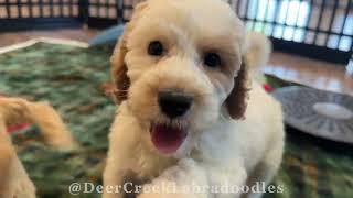 Available Labradoodle Puppies at Deer Creek [upl. by Mitzl]