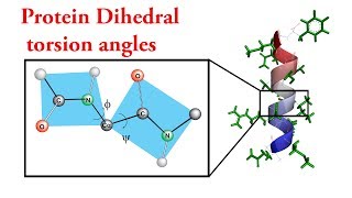 Dihedral torsion angles of proteins [upl. by Alpheus]