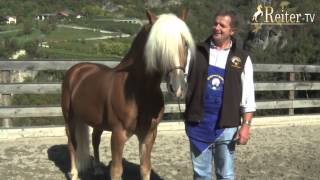 Rasseportrait Haflinger bei Kastelruther Spatz Norbert Rier [upl. by Auoy]