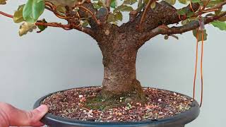 Pré Bonsai Elaeagnus pungens 40cm altura [upl. by Nadabus]