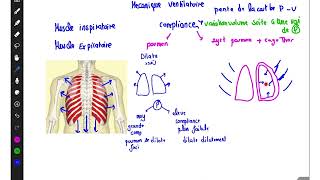 Compliance du système respiratoire PHYSIOLOGIE [upl. by Heyward767]