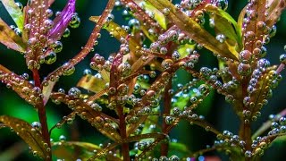 Beauty of Plants  Rotala [upl. by Gorski]