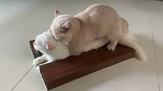 Cat in heat 😻  Munchkin Mate  Cat breeding 😺 [upl. by Edlitam]