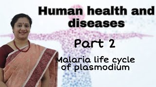 NEET CLASS12 HUMAN HEALTH AND DISEASES PART2 MALARIA LIFE CYCLE OF PLASMODIUM [upl. by Ydna]