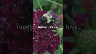 The Incredible Language Of Honey Bees  animated animalwonders honeybee animalfacts [upl. by Yessydo]