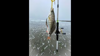 Surf Perch Fishing Westport Washington  In 30 Seconds [upl. by Leann]