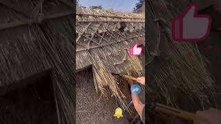 The process of making a thatched roof [upl. by Nets]