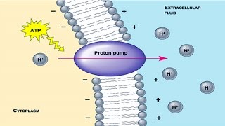 Proton pump [upl. by Isabelle]