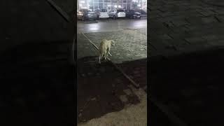 Dumped on the street A beautiful white dog  Sleeping in front of a building on the cold pavement [upl. by Naeerb]