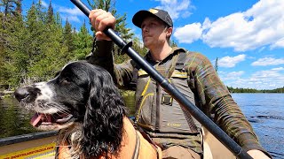 Solo Boundary Waters Wilderness Canoe Trip With My Dog BWCA [upl. by Georgetta]