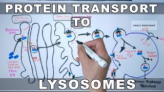 Lysosomal Protein Targeting [upl. by Richmal]